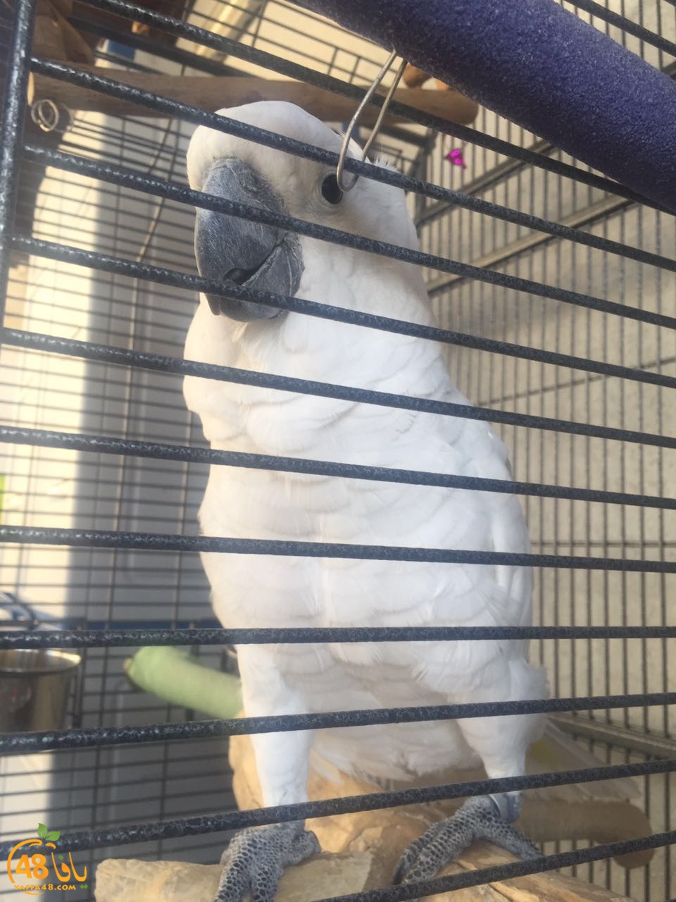 zohdy 3ashor (5).jpg